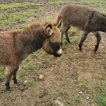דירה Ferienwohnung-rungholt-edomsharder-hof-nordstrand