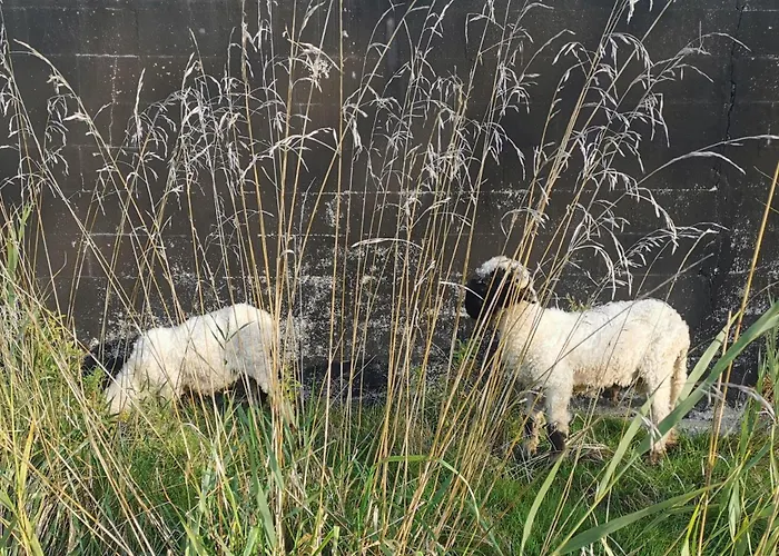 Ferienwohnung-rungholt-edomsharder-hof-nordstrand * Nordstrand